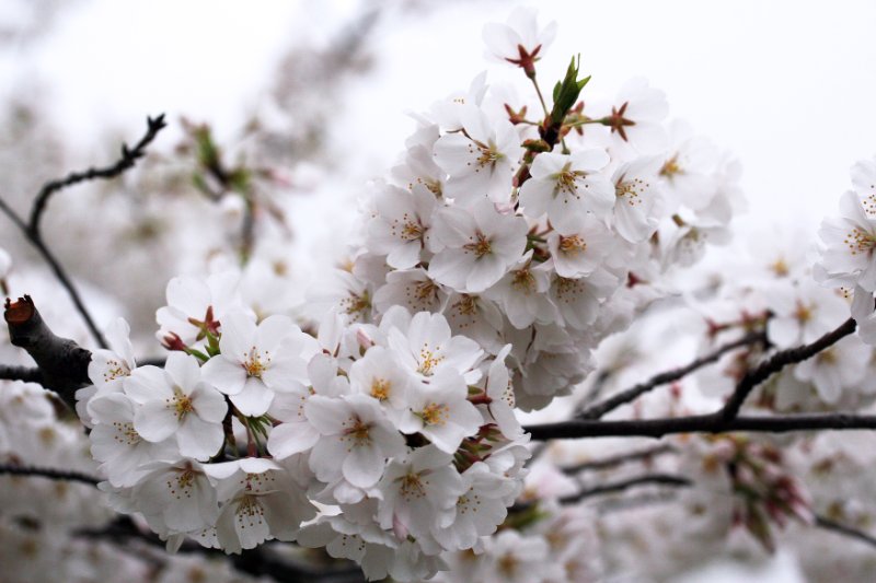 Cherry Blossom Closeup 1